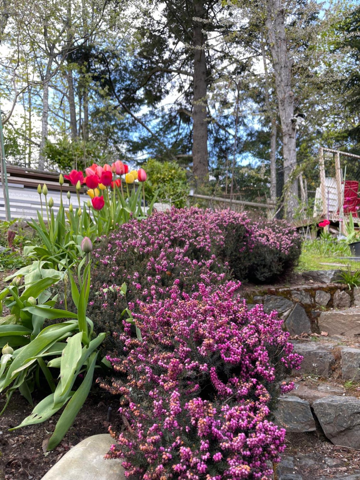 Lodge Uvic