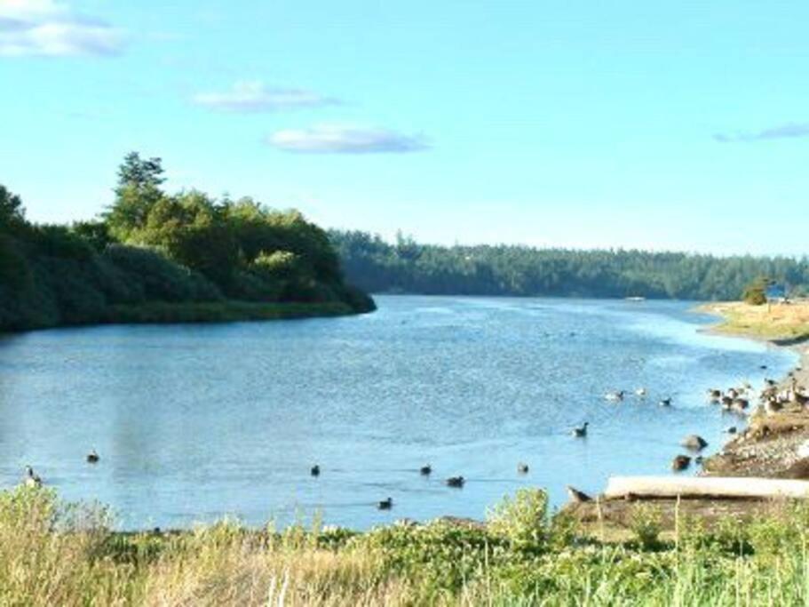 Esquimalt Lagoon Life *